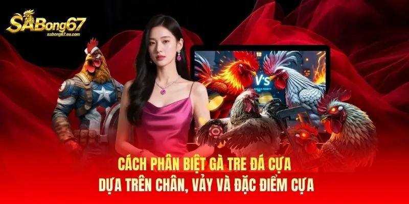 Cách phân biệt gà tre đá cựa dựa trên chân, vảy và đặc điểm cựa Cách phân biệt gà tre đá cựa dựa trên chân, vảy và đặc điểm cựa