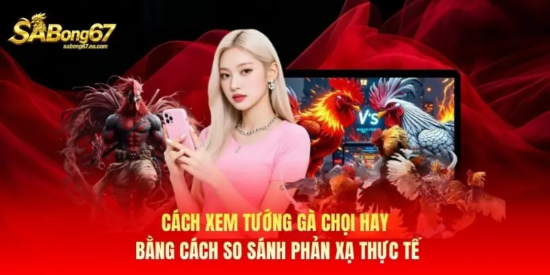 Cách xem tướng gà chọi hay bằng cách so sánh phản xạ thực tế Cách xem tướng gà chọi hay bằng cách so sánh phản xạ thực tế