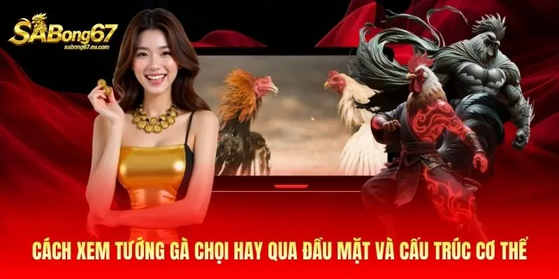 Cách xem tướng gà chọi hay qua đầu mặt và cấu trúc cơ thể Cách xem tướng gà chọi hay qua đầu mặt và cấu trúc cơ thể