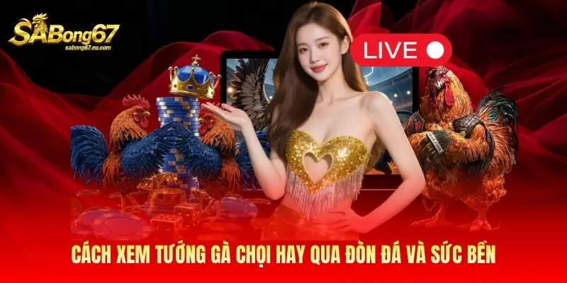 Cách xem tướng gà chọi hay qua đòn đá và sức bền Cách xem tướng gà chọi hay qua đòn đá và sức bền