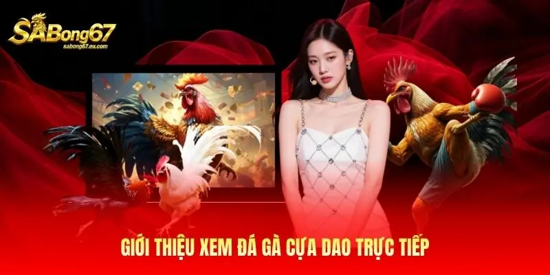 Giới thiệu xem đá gà cựa dao trực tiếp Giới thiệu xem đá gà cựa dao trực tiếp
