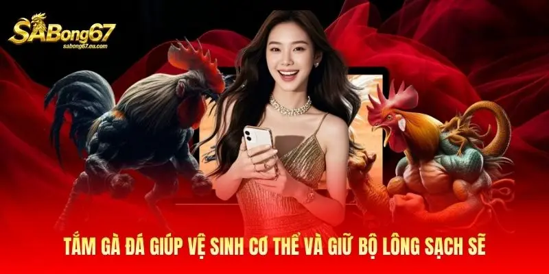 Tắm gà đá giúp vệ sinh cơ thể và giữ bộ lông sạch sẽ Tắm gà đá giúp vệ sinh cơ thể và giữ bộ lông sạch sẽ