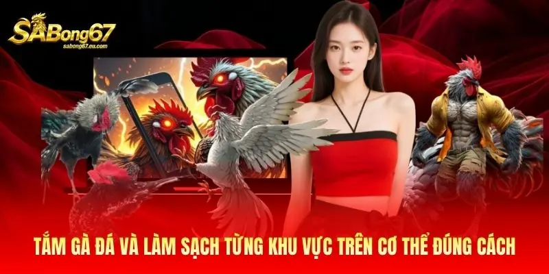 Tắm gà đá và làm sạch từng khu vực trên cơ thể đúng cách Tắm gà đá và làm sạch từng khu vực trên cơ thể đúng cách