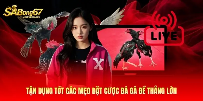 Tận dụng tốt các mẹo đặt cược đá gà để thắng lớn Tận dụng tốt các mẹo đặt cược đá gà để thắng lớn