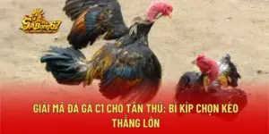 Giải Mã Đá Gà C1 Cho Tân Thủ: Bí Kíp Chọn Kèo Thắng Lớn