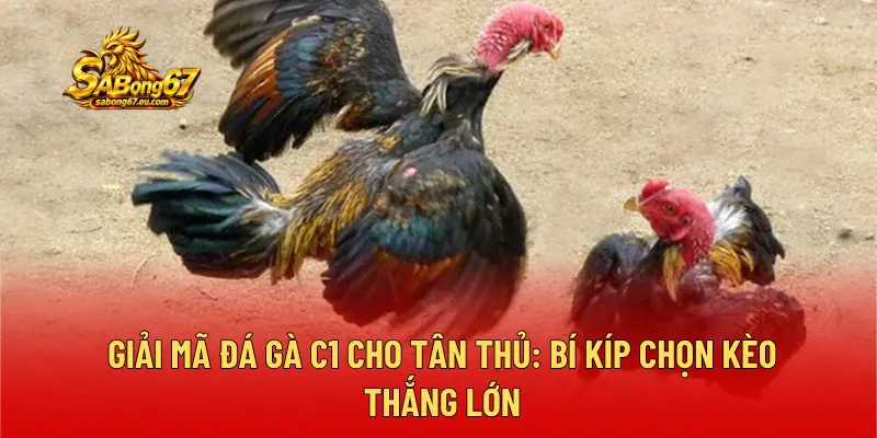 Giải Mã Đá Gà C1 Cho Tân Thủ: Bí Kíp Chọn Kèo Thắng Lớn