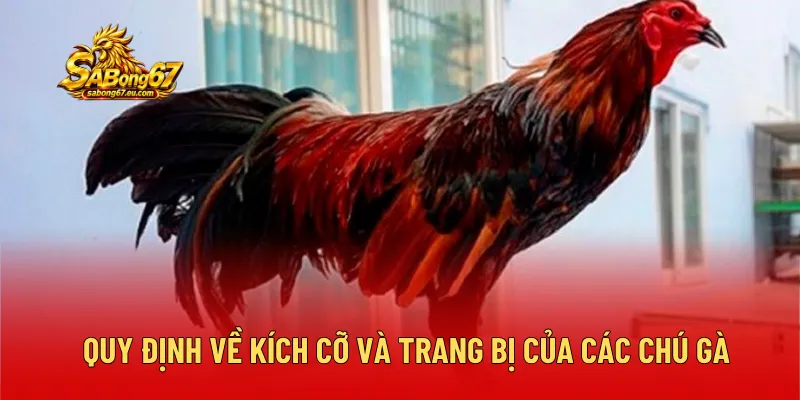 Quy định về kích cỡ và trang bị của các chú gà